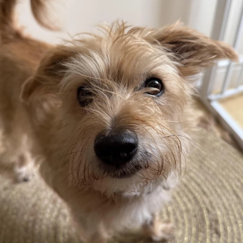Portrait of Douglas the dog, head distraction specialist at Jobbly
